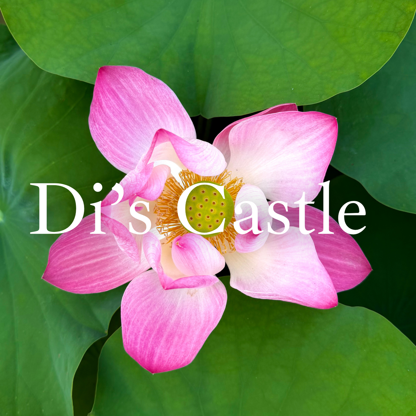 Di's Castle Membership
